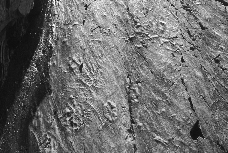 Rich fossil assemblage of the Ediacaran Mistaken Point Formation, Newfoundland. (Credit: Alex Liu, Earth Sciences, University of Bristol)