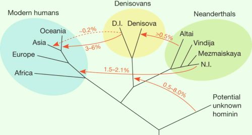 Family tree of the four groups of early humans living in Eurasia 50,000 years ago and the gene flow between the groups due to interbreeding. Image credit: Kay Prüfer et al.