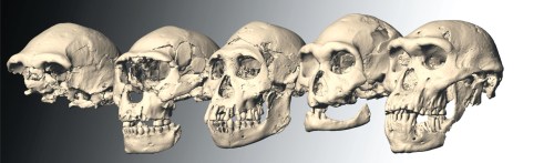 The five Dmanisi skulls of Homo erectus georgicus (credits; M.S. Ponce de Leon & P.E. Zollkofer, University of Zurich)