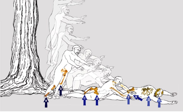 Forensic reconstruction of how Lucy fell to meet her end. (credit: John Kappelman et al, doi: 10.1038/nature19332)