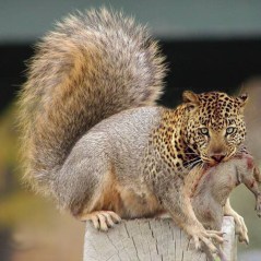 Artist's impression of the Sringeri carnivorous squirrel (credit: network54.com)