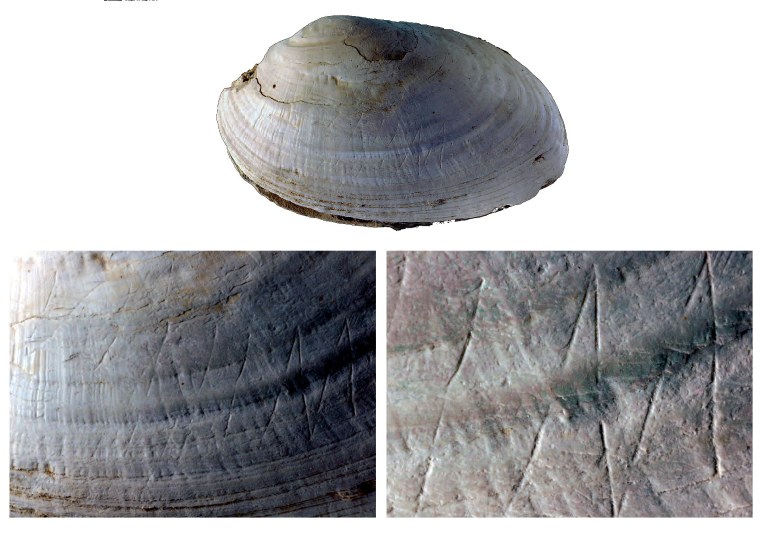 Progressively enlarged views of freshwater clam from Eugene Dubois's collecti9on from Trimil, showing clear evidence of deliberate engraving. (credit: Joordens et al., 2014 in Nature; photos by Wim Lustenhouwer, VU University Amsterdam