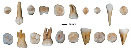 Some of the Daoxian human teeth. (Credit: Song Xing and Xiu-jie Wu of the 1Key Laboratory of Vertebrate Evolution and Human Origins at the Chinese Academy of Sciences