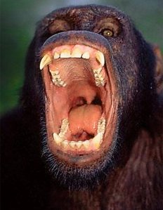 Aggressive male chimpanzee (Credit: Daily Mail)