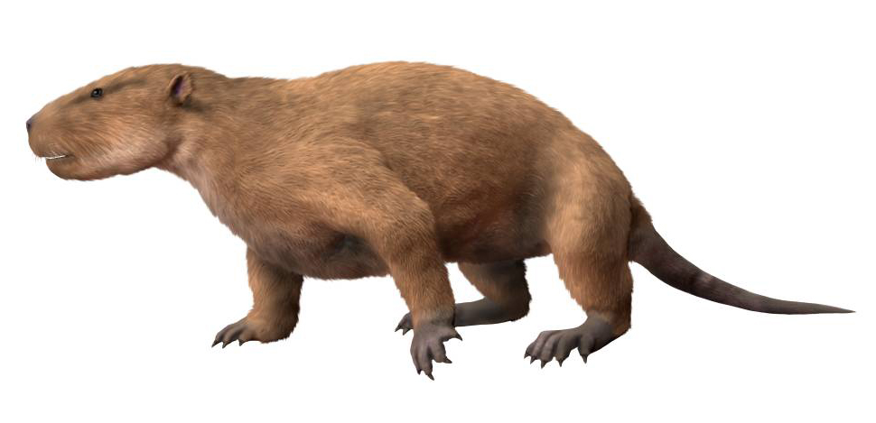 Taeniolabis_NT_small