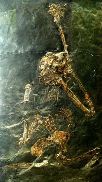 Oreopithecus_bambolii_1